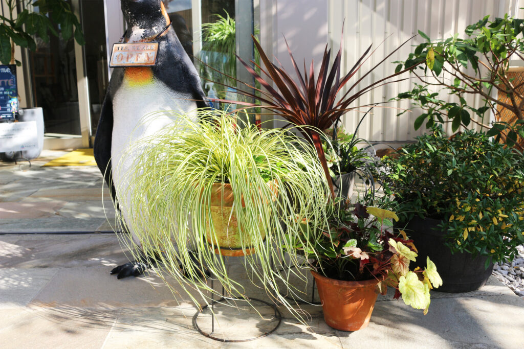秋のお庭、こんな植栽はいかがでしょうか？＠山口 | COLETTE（コレット
