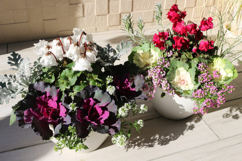 年末年始のお庭を彩る植栽 山口 Colette コレット 山口県 岡山県の外構 エクステリア ガーデンショールーム