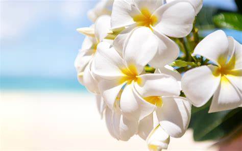 花言葉と由来 山口 Colette コレット 山口県 岡山県の外構 エクステリア ガーデンショールーム